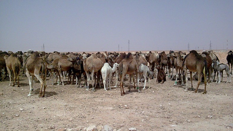 رعاة من الوادي يطالبون بإسترجاع إبلهم المحتجزة في خنشلة
