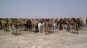 حاسي مسعود تتحول من منطقة بترولية إلى منطقة رعوية