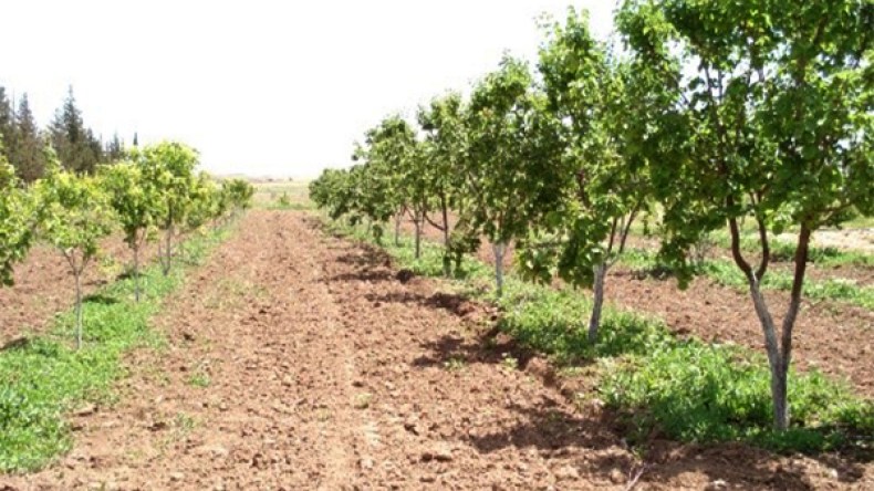 العطش يعصف بالأشجار المثمرة ويحولها إلى أكوام حطب بالمسيلة