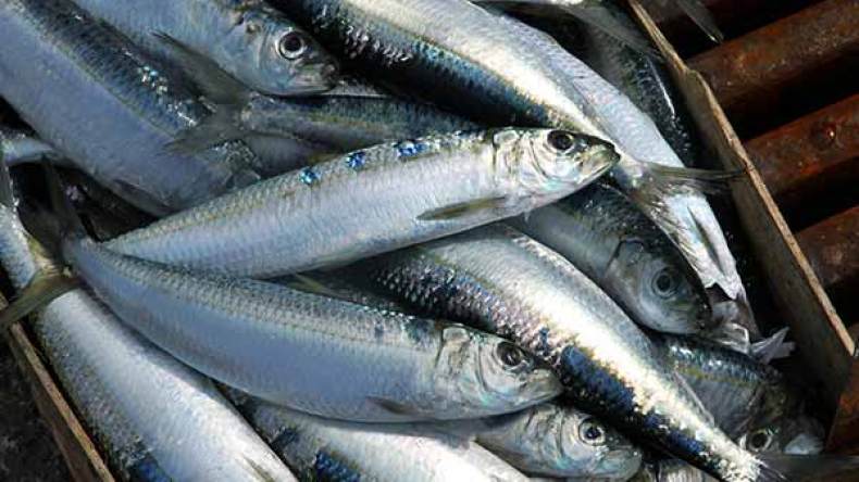 “السردين” انقرض من سواحلنا منذ 3 سنوات بسبب التلوث والمتفجرات