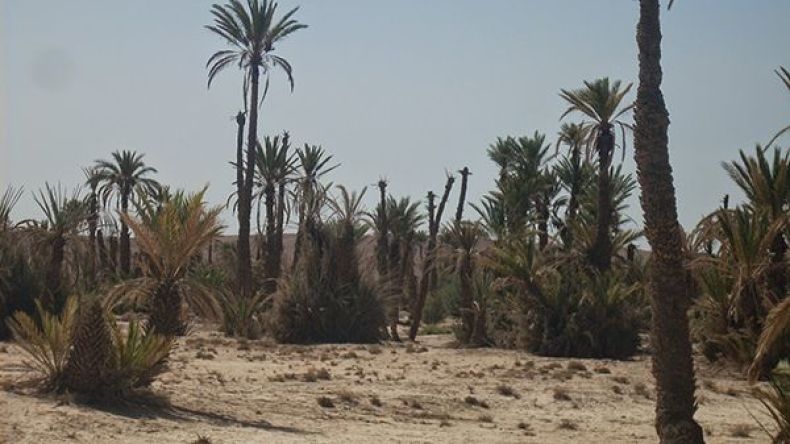 الخنازير البرية تهدّد واحات النخيل بقرية الشط في ورقلة