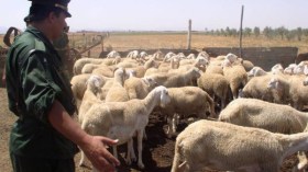 تفكيك عصابة سرقة المواشي واسترجاع 15 كبشا في سكيكدة