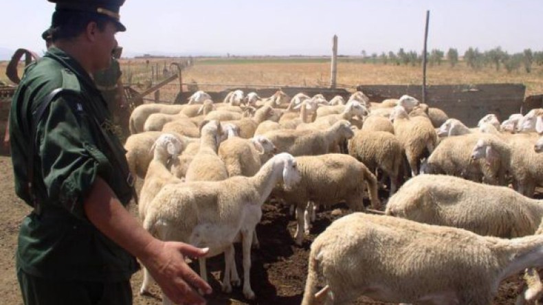 تفكيك عصابة سرقة المواشي واسترجاع 15 كبشا في سكيكدة