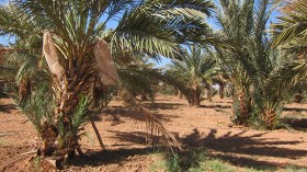 عشرات أشجار النخيل يتهددها العطش بالوادي