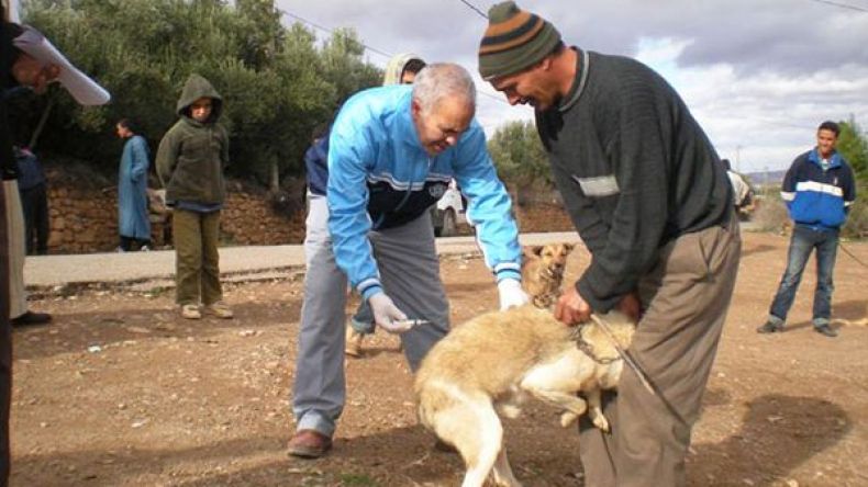 تسجيل خمس بؤر جديدة  لداء الكلب في البليدة