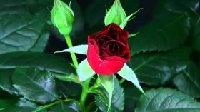 الوردة و”الهردة”!