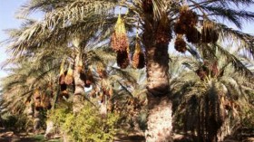 حالة استنفار قصوى إثر ظهور مرض البوفروة بوادي ريغ