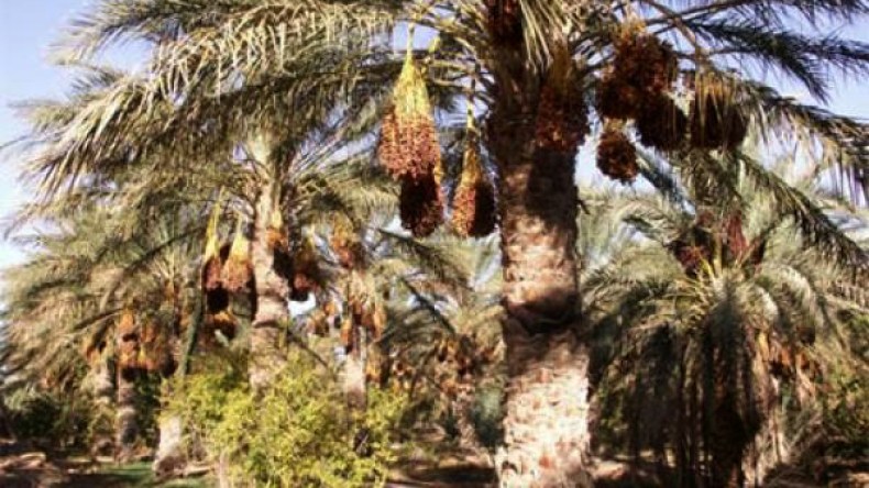 حالة استنفار قصوى إثر ظهور مرض البوفروة بوادي ريغ