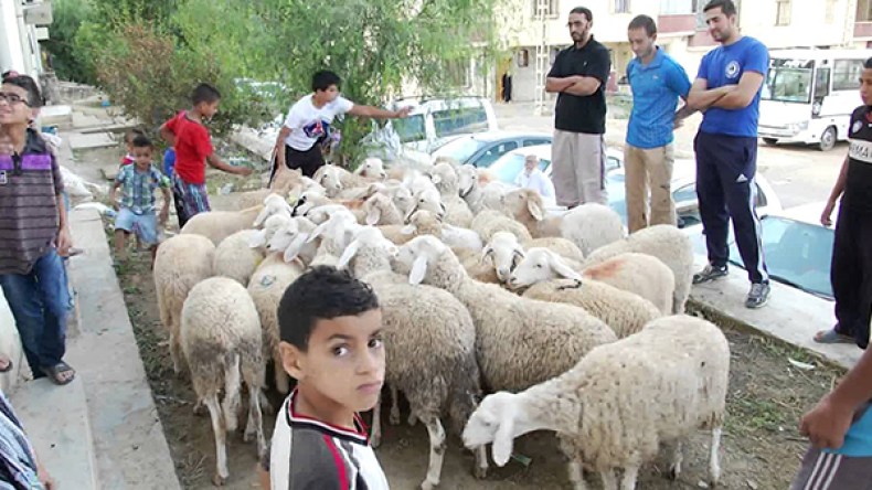 الهلال الأحمر الجزائري يوزع 180 أضحية على المعوزين ببجاية