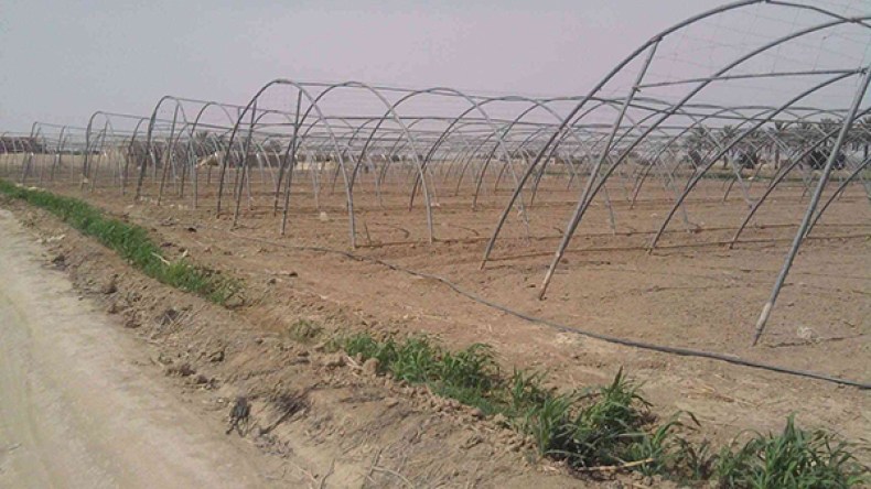 الفلاحة في دائرة المغير بالوادي في خطر