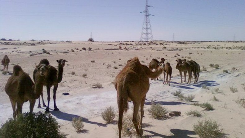 مصب شط حلوفة للمياه القذرة يهدد الإبل بالوادي