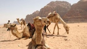 20 توصية للمحافظة وتثمين ثروة الإبل بإيليزي