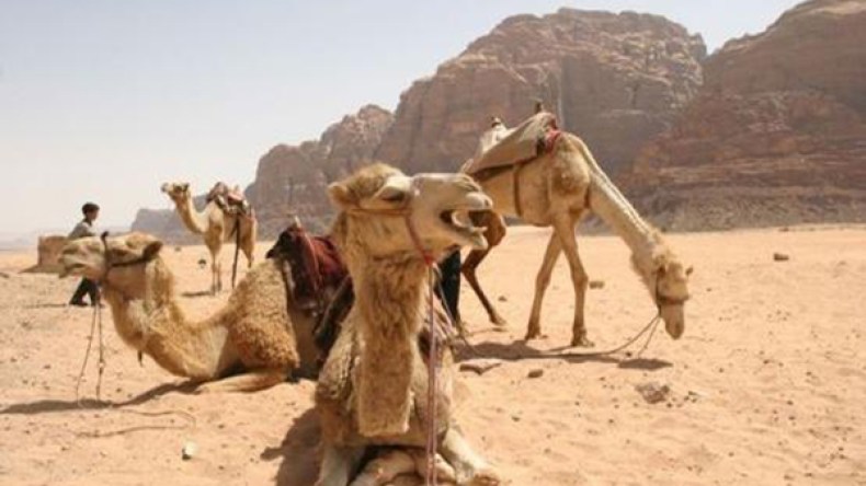 20 توصية للمحافظة وتثمين ثروة الإبل بإيليزي