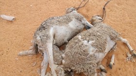 نفوق عشرات الأغنام بمنطقة المرك البترولية بإيليزي