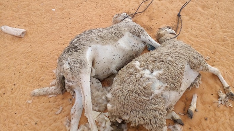 نفوق عشرات الأغنام بمنطقة المرك البترولية بإيليزي