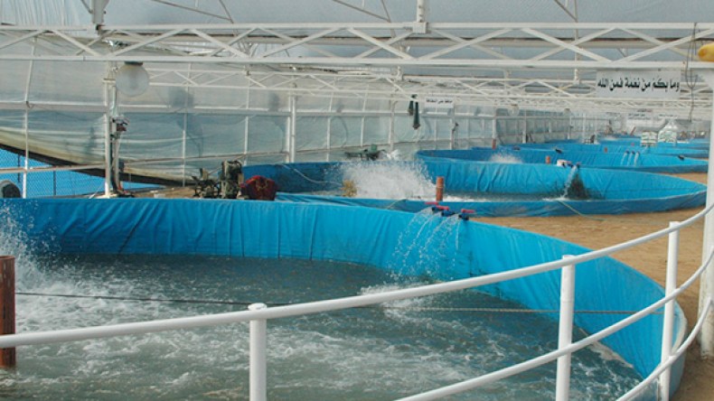 مستثمرون ينشئون مفرخة لإنتاج 300 ألف يرقة سنويا بغرداية