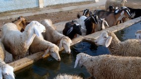 سكان العقلة بالوادي يعيشون في جحيم بيئي