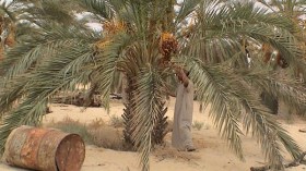 نحو معالجة مليون ونصف مليون نخلة مثمرة