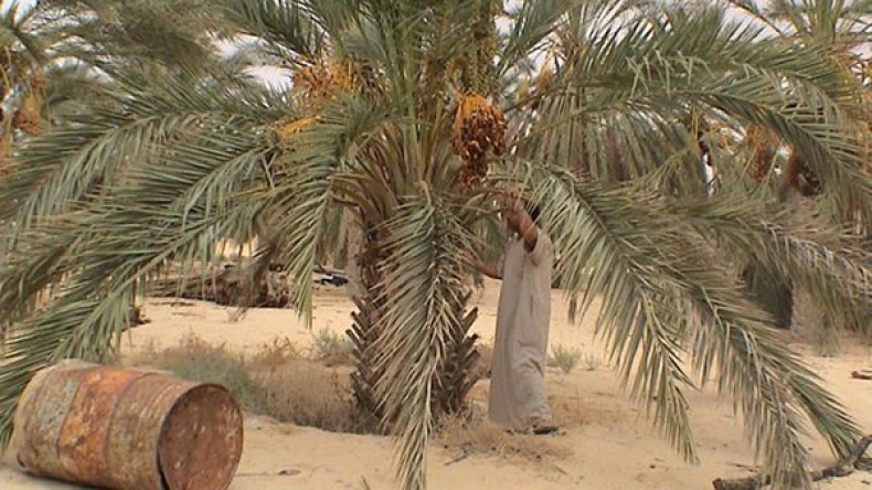 نحو معالجة مليون ونصف مليون نخلة مثمرة