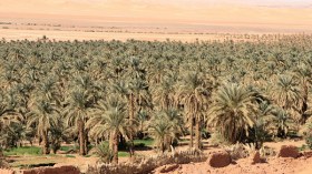 الجفاف يحيل عشرات الفلاحين على البطالة بغرداية