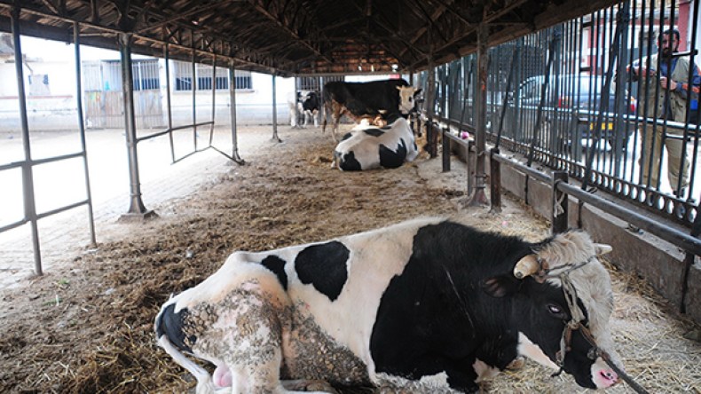 فرنسا تحذر من الحمى القلاعية بالجزائر!