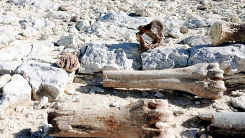 اكتشاف أقدم عظم بشري بالجزيرة العربية