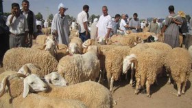 موالو تيبازة يتهمون: السماسرة “اكتسحونا” وألهبوا الأسعار