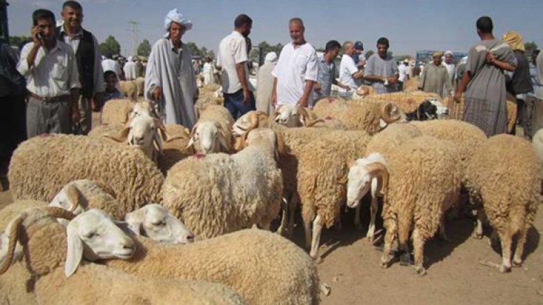 موالو تيبازة يتهمون: السماسرة “اكتسحونا” وألهبوا الأسعار