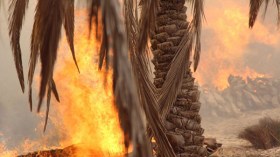 حريق مهول يلتهم 5 آلاف نخلة في واحة بورقلة