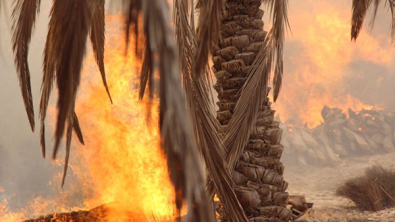 حريق مهول يلتهم 5 آلاف نخلة في واحة بورقلة