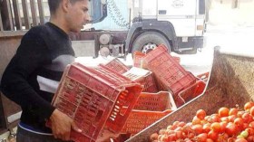 فلاحون يرمون أطنانا من الطماطم بعد انهيار أسعارها بالوادي