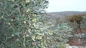 سقوط قاتل لحامل وجنينها من شجرة زيتون بالبويرة