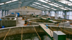 مزرعة تربية الجمبري تدخل مرحلة الإنتاج التجاري قريبا