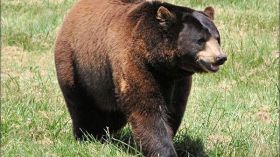 مختصون يطالبون بحماية “الدب الأطلسي” الذي ظهر في تيسمسيلت