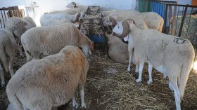 طلبة بجامعة البويرة ينظمون حملة لاقتناء 10 أضاح للمعوزين