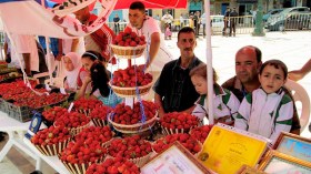 مهرجان الفراولة على المحكّ هذا الموسم بولاية سكيكدة