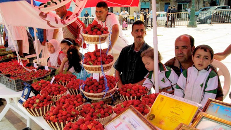 مهرجان الفراولة على المحكّ هذا الموسم بولاية سكيكدة