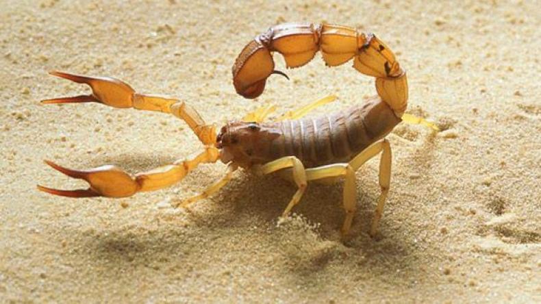 6 وفيات جراء التسمّم العقربي والوضع يؤرق السكان بأدرار