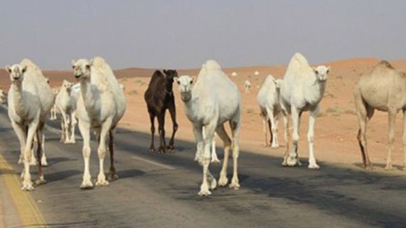 الإبل السائبة تهدد مستعملي طريق حاسي مسعود بورقلة