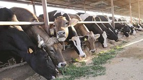 6 حالات جديدة لمرض البريسيلوز في ظرف يومين بسور الغزلان