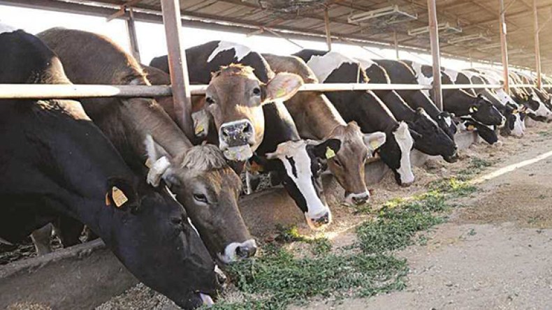 6 حالات جديدة لمرض البريسيلوز في ظرف يومين بسور الغزلان