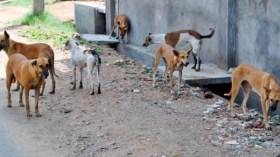 الكلاب الضالة تهدّد حياة التلاميذ بقرى مقلع في تيزي وزو