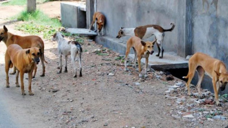 الكلاب الضالة تهدّد حياة التلاميذ بقرى مقلع في تيزي وزو