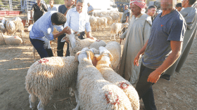 كبش العيد سيكون الأغلى منذ الإستقلال!