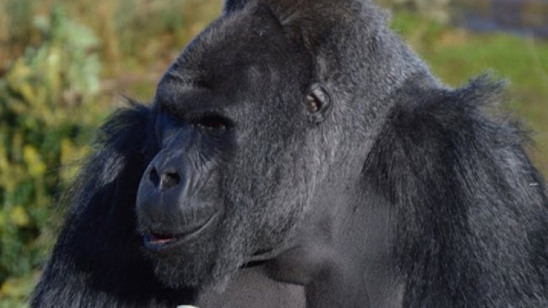 هكذا قُتلت “غوريلا” نادرة لإنقاذ حياة طفل