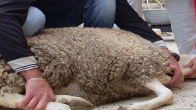 كيف أقنع زوجتي بأن الأضحية سبيلا يُقرب إلى الله؟