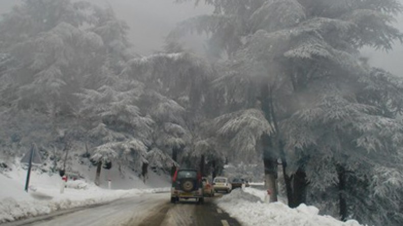 وفاة شيخ متجمدا من شدة البرد في غابة بسوق أهراس