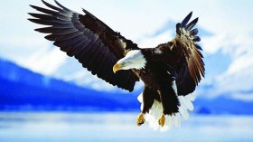 هولندا تدرب النسور للإمساك بالطائرات الصغيرة بدون طيار