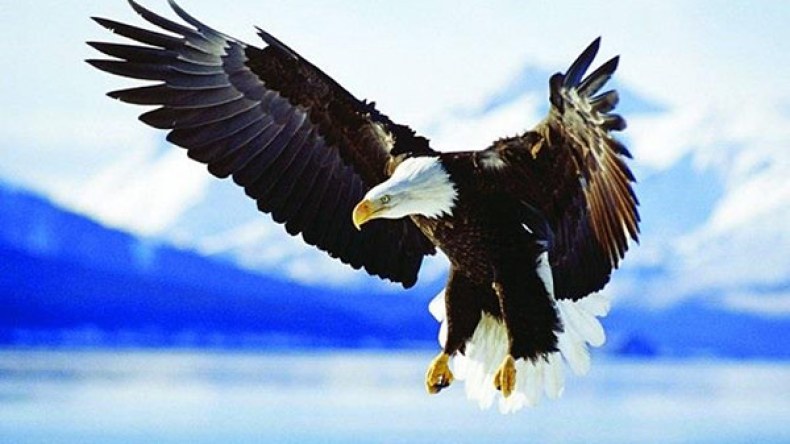 هولندا تدرب النسور للإمساك بالطائرات الصغيرة بدون طيار