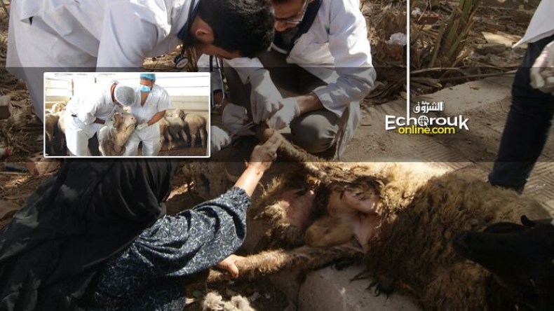 تجنيد 2000 بيطري لمراقبة أضاحي العيد